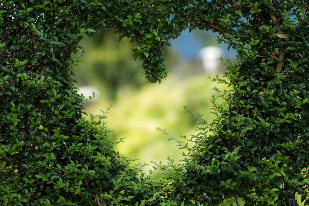 a heart shape cut into a shrub