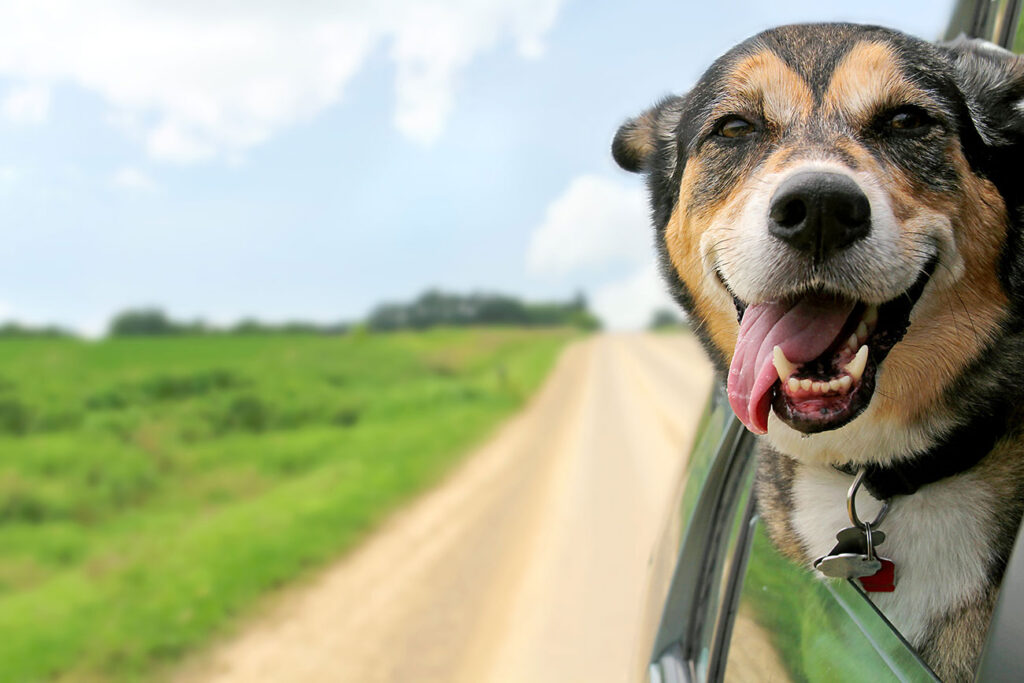everything you need to know about national mutt day