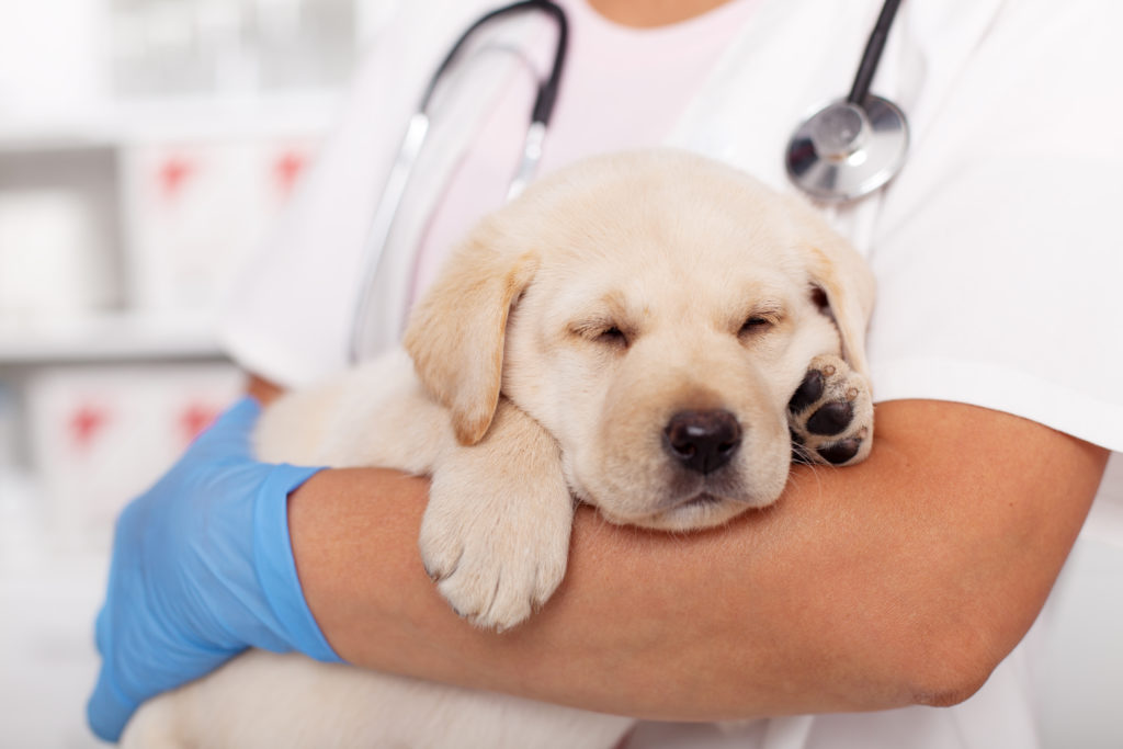 Golden lab puppy sleeping in veterinarian's arms