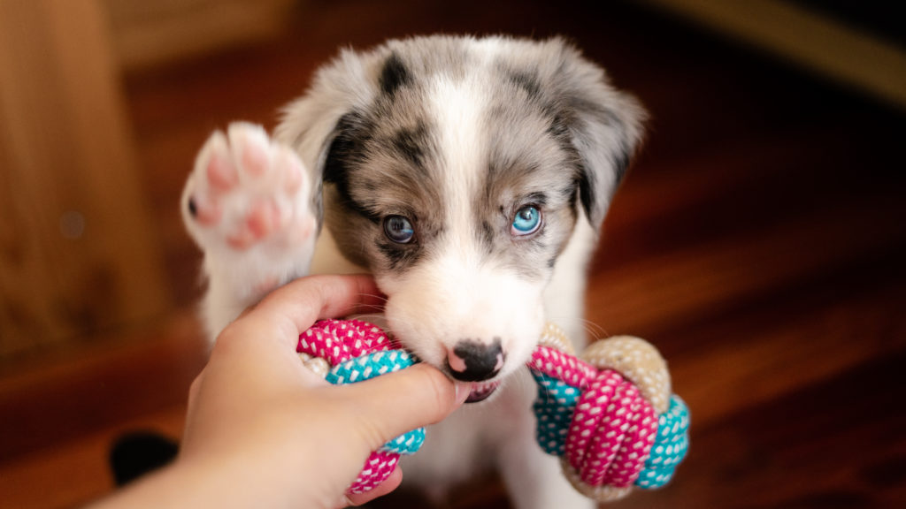 Border collie puppy with blue eyes playing with a toy