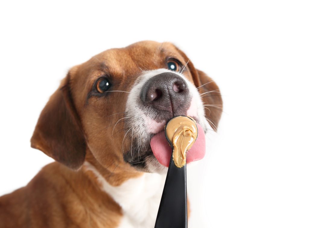 can dogs eat peanut butter?