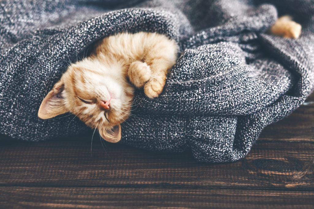 ginger kitten snuggled in a blanket

